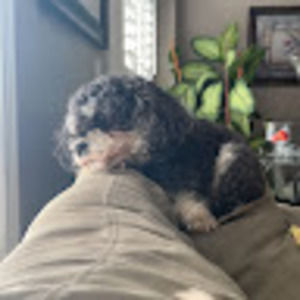 Meet your Posher, Iesha